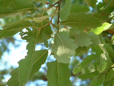 Quercus crenata / Cerro-sughera
